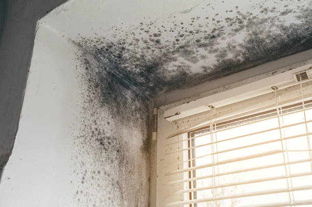 Affordable Mold Removal solutions in Morrisdale, PA